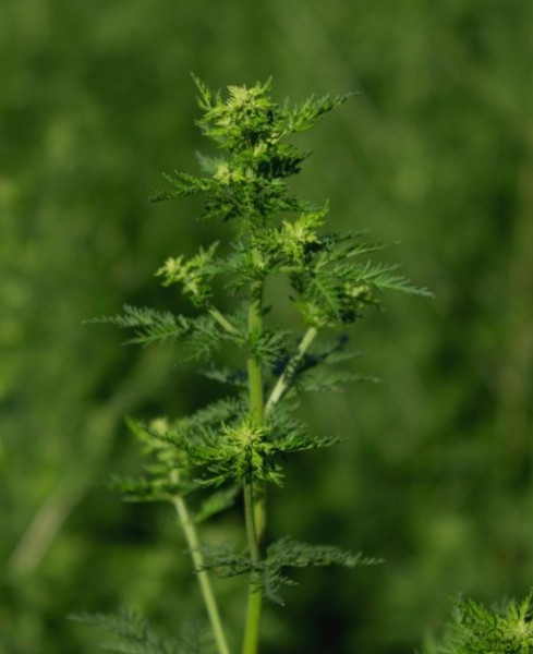 kat-teaser-artemisia-annuacNmUhuB88v1nO